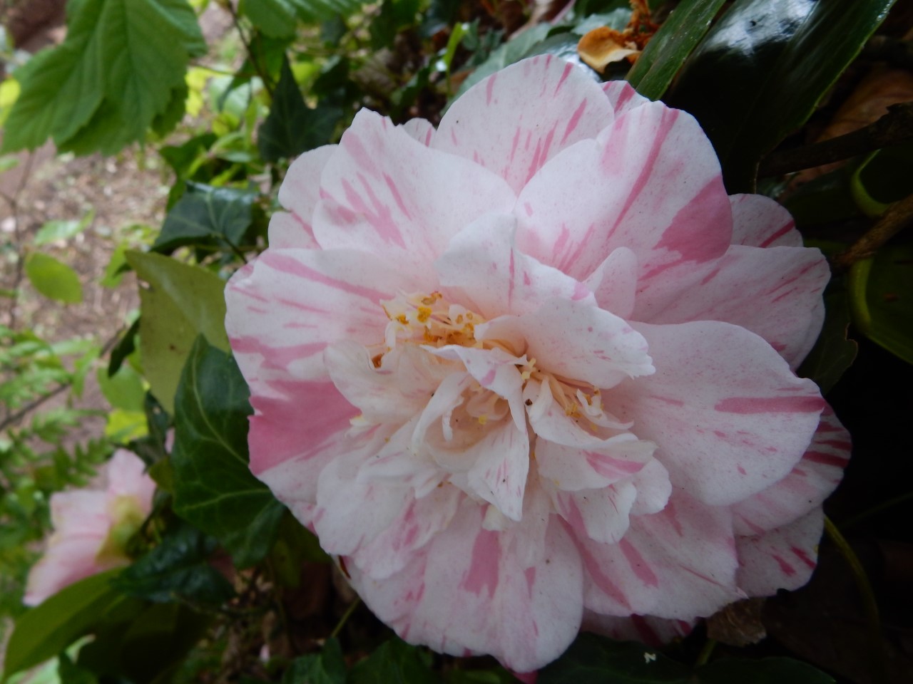 C. japonica 'Jack Jones Scented'